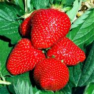 Саженец Клубника садовая Бравура